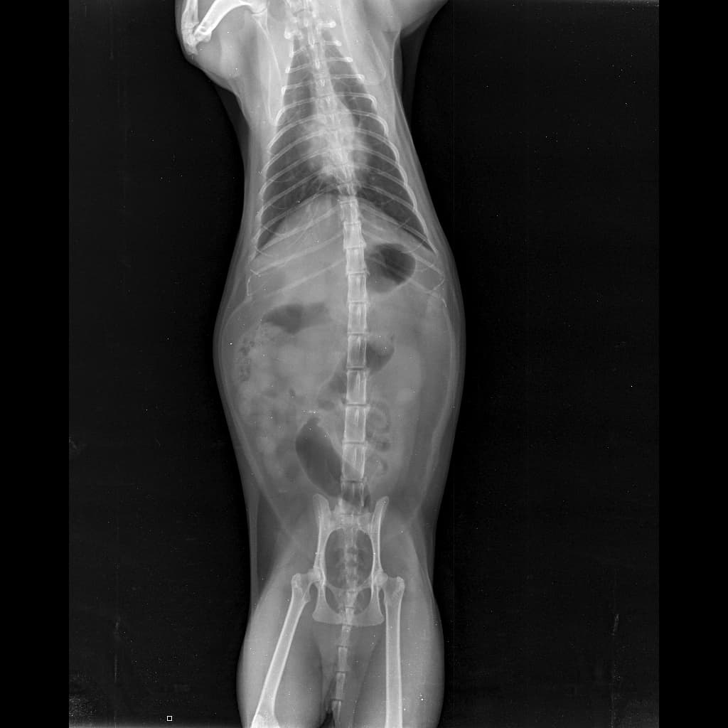 Diagnostic Scans - 1